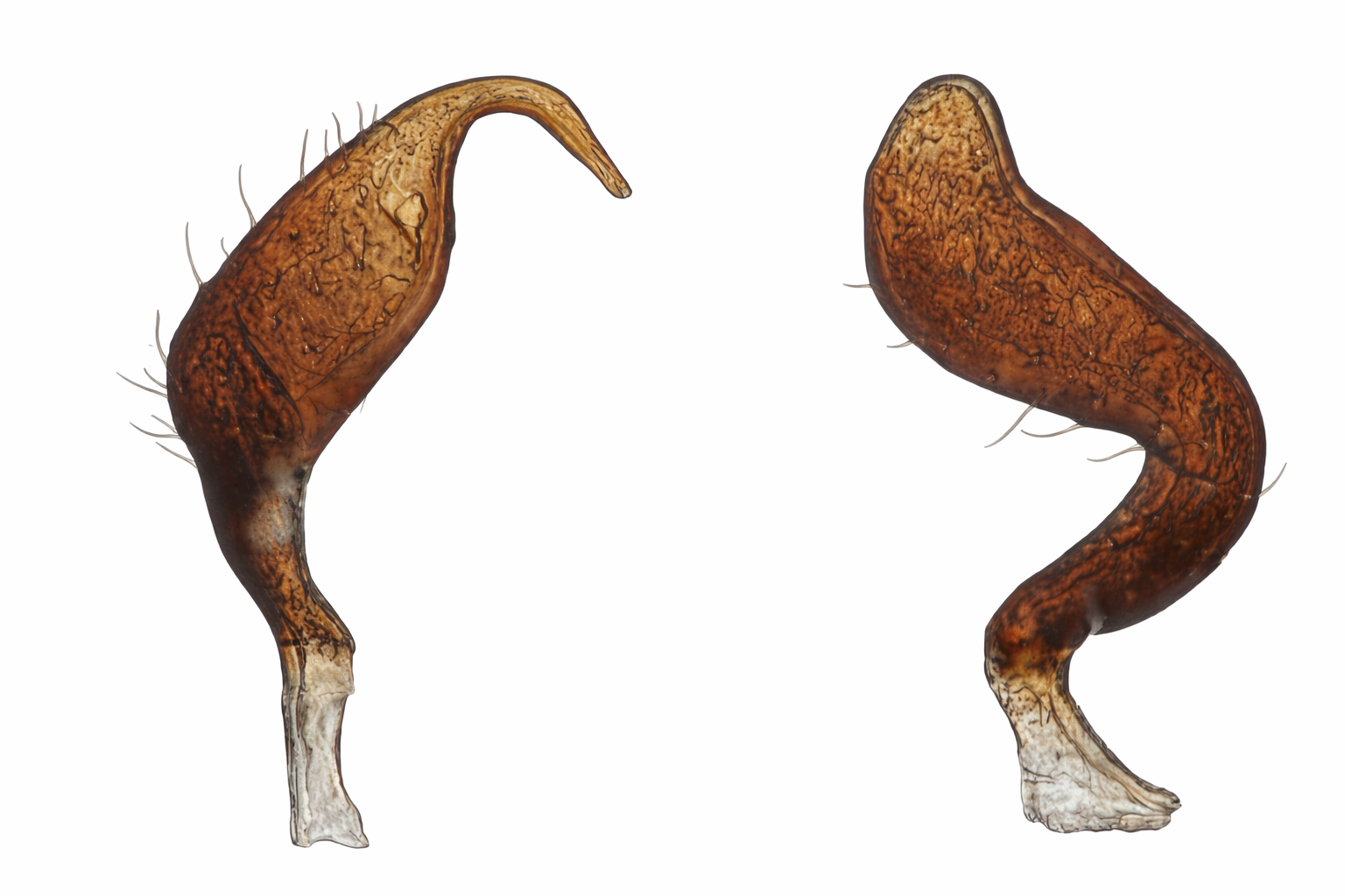 Genitália de Cyrtocapsus elutipes