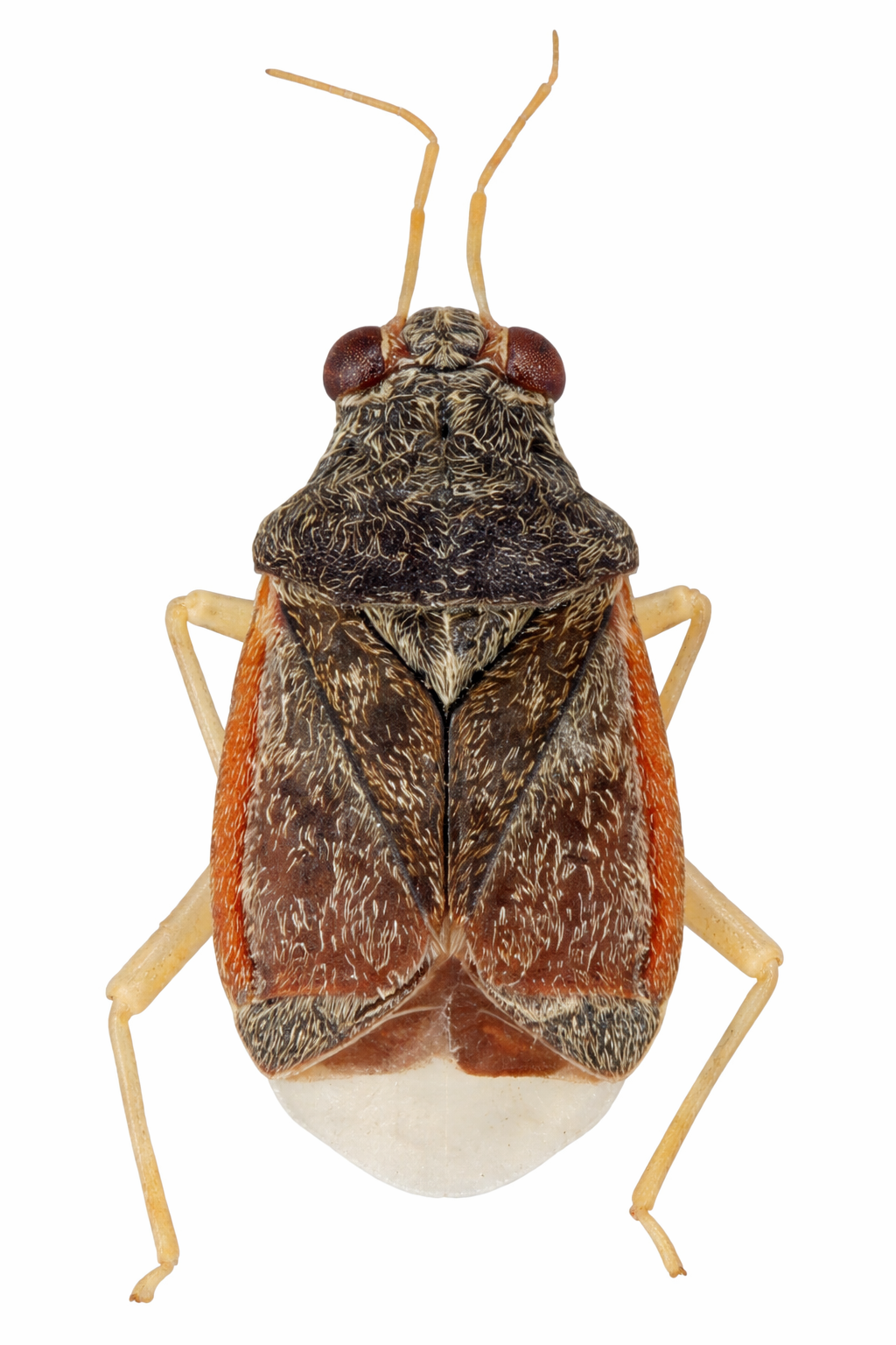 Imagem de Cyrtocapsus caligineus