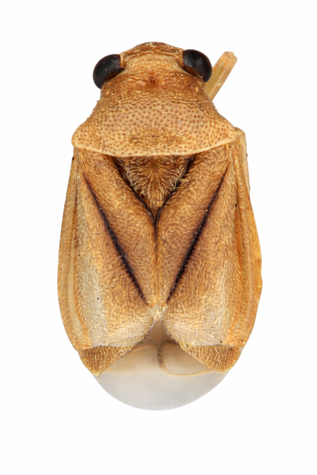 Imagem de Cyrtocapsus nordestinus