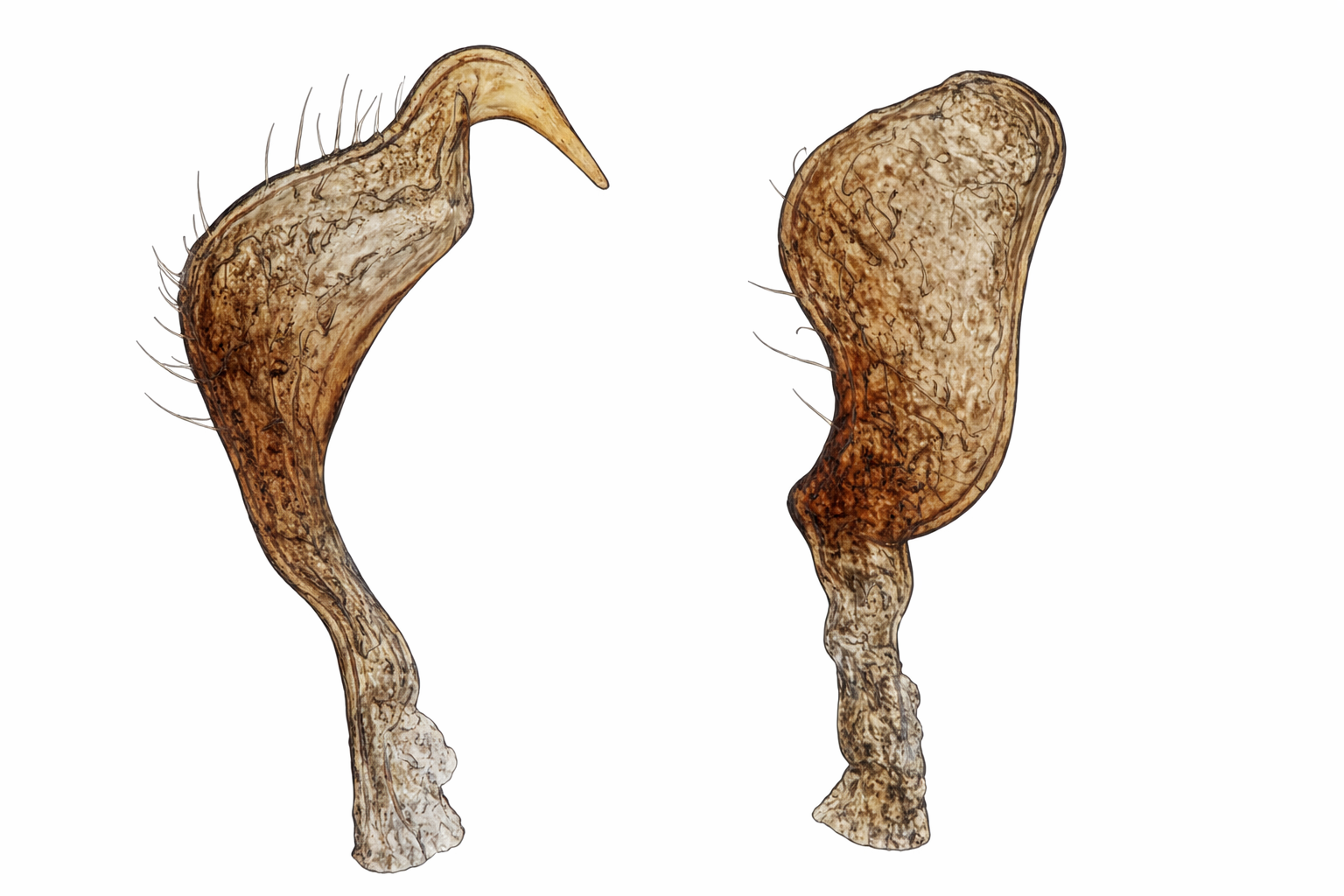 Genitália de Cyrtocapsus fiuzai