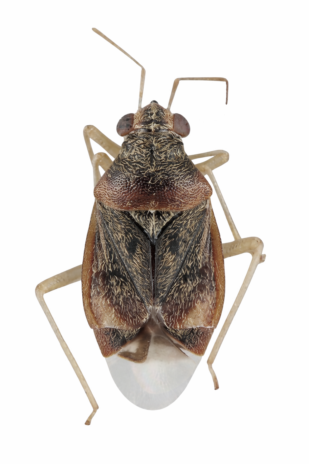 Imagem de Cyrtocapsus fiuzai