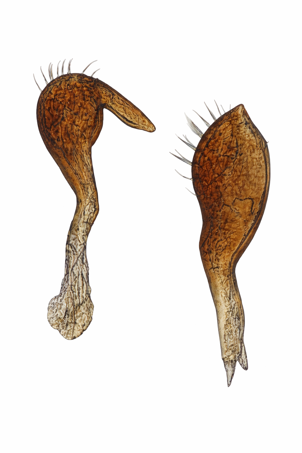 Genitália de Cyrtocapsus caligineus