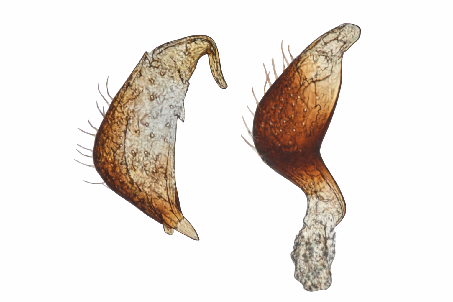 Genitália de Cyrtocapsus columbiensis