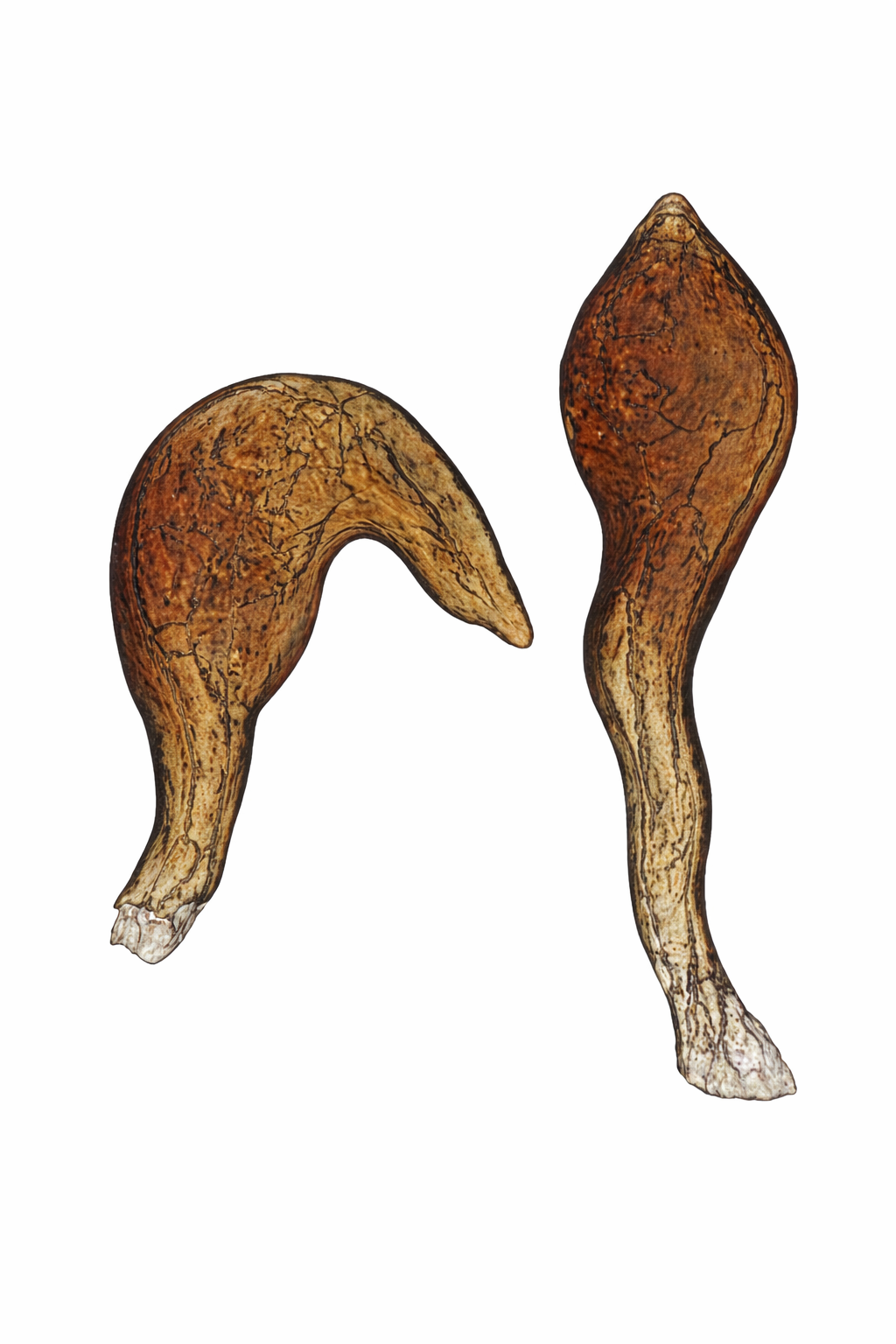 Genitália de Cyrtocapsus pallipes