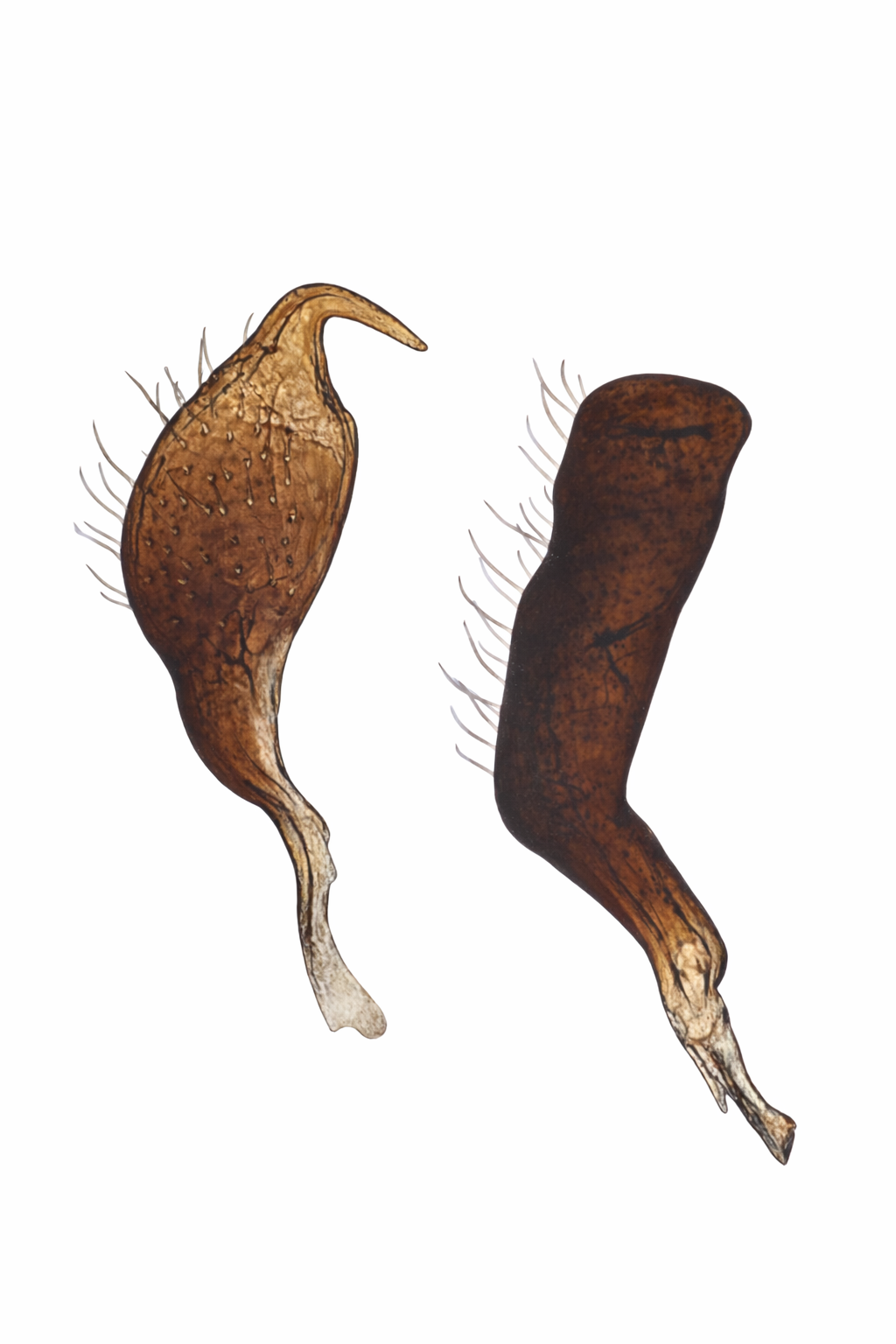 Genitália de Cyrtocapsus rostratus