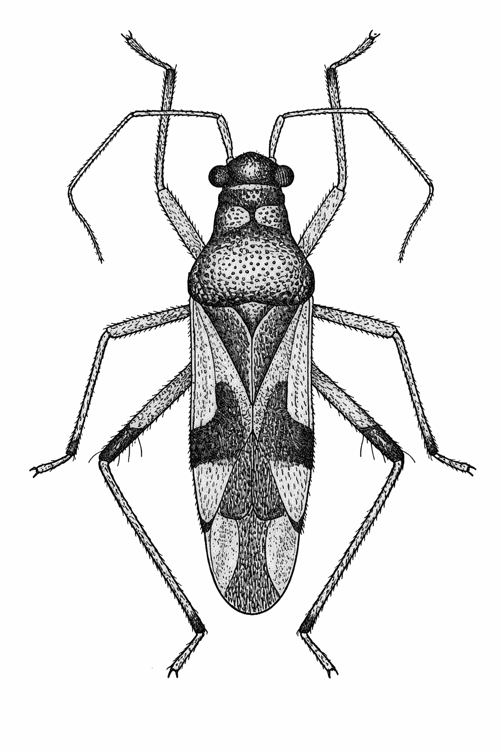 Imagem de Eccritotarsus catarinensis