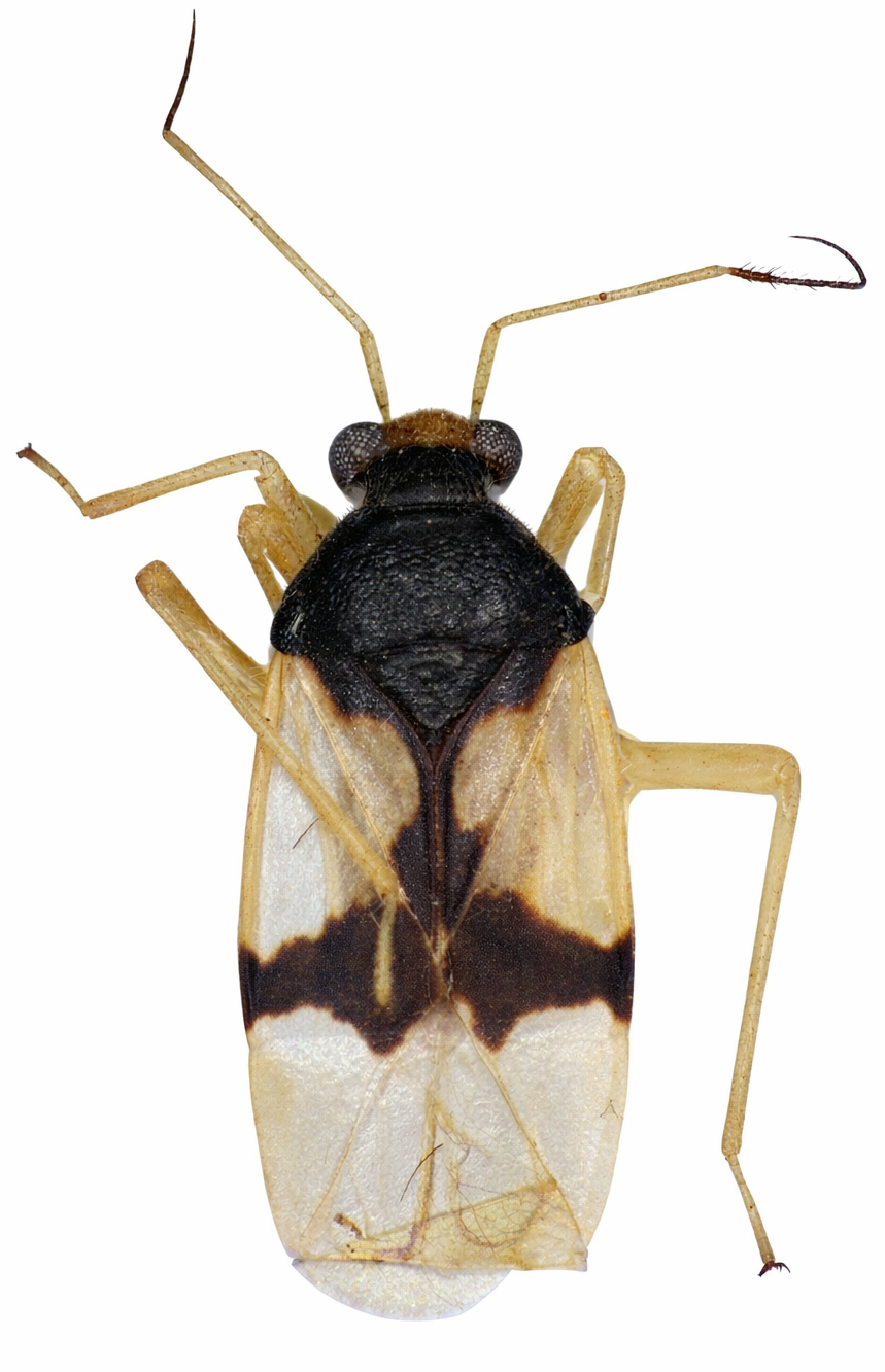 Imagem de Eccritotarsus montanus