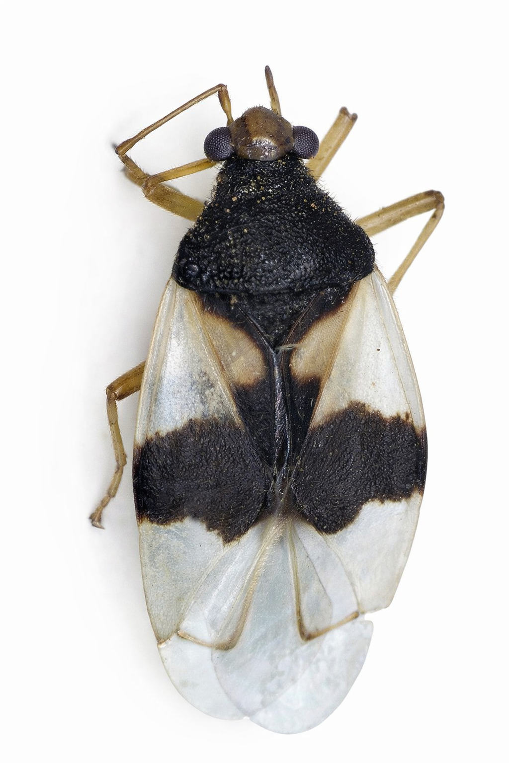 Imagem de Eccritotarsus discipennis