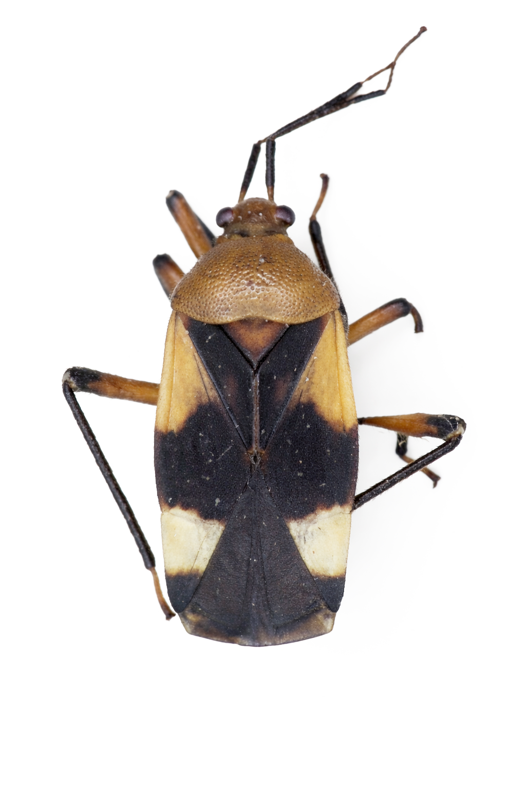 Imagem de Eccritotarsus cruxnigra