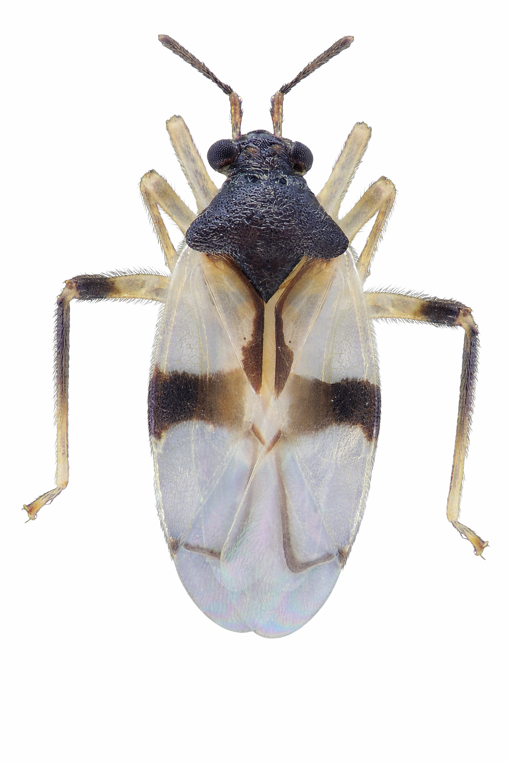 Imagem de Eccritotarsus brotaensis