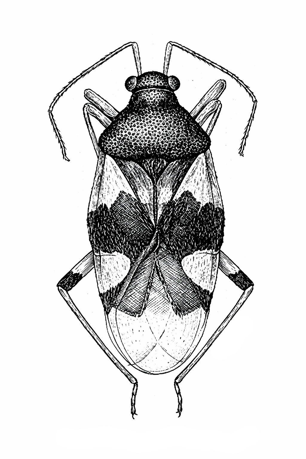Imagem de Eccritotarsus compactus