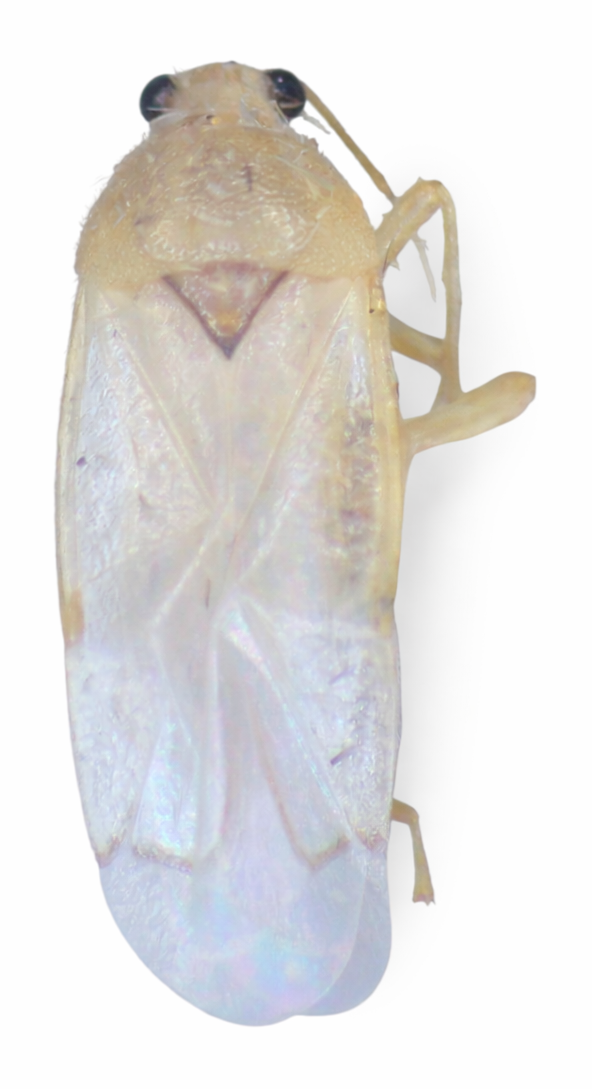 Imagem de Eccritotarsus corcovadensis