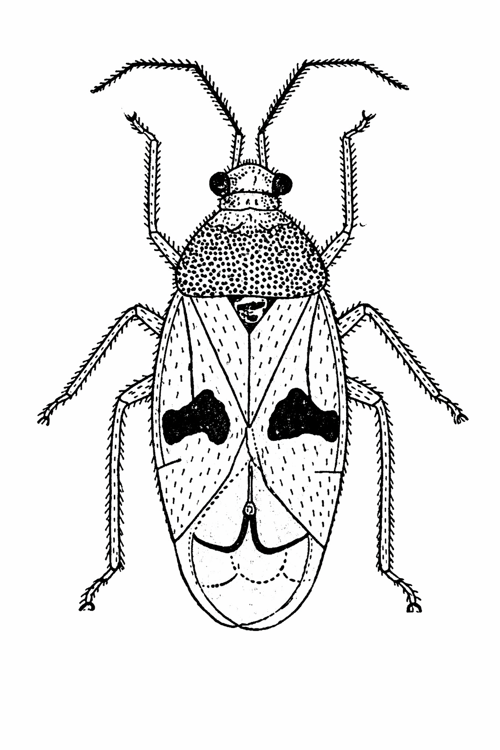 Imagem de Eccritotarsus paulistanus