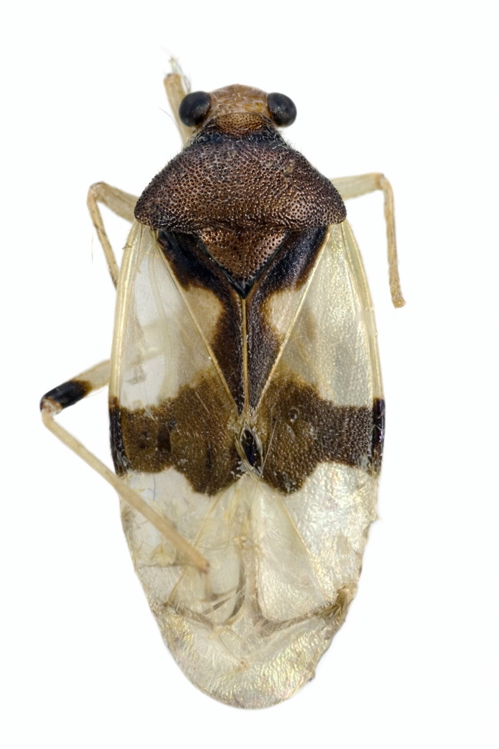 Imagem de Eccritotarsus carioca