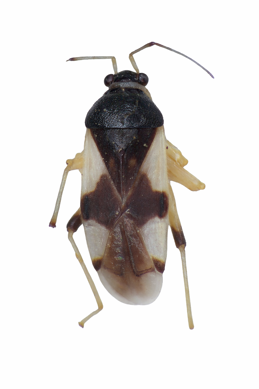 Imagem de Eccritotarsus brasiliensis