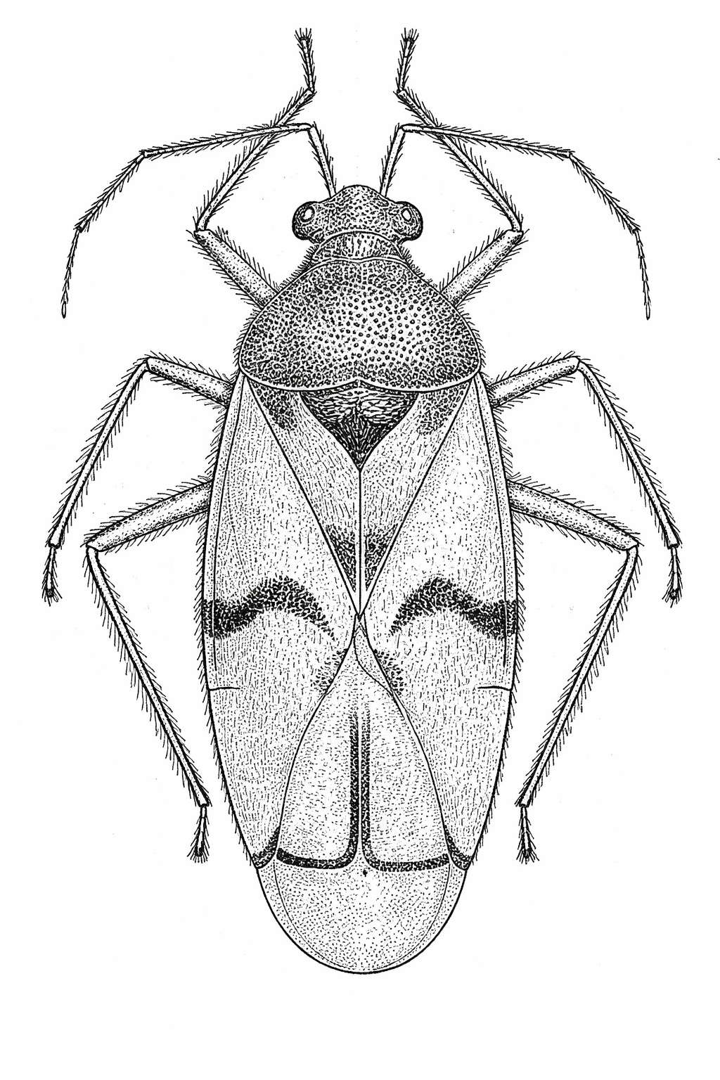 Imagem de Eccritotarsus guaranianus