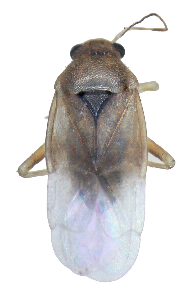 Imagem de Eurychiloides bilobosus