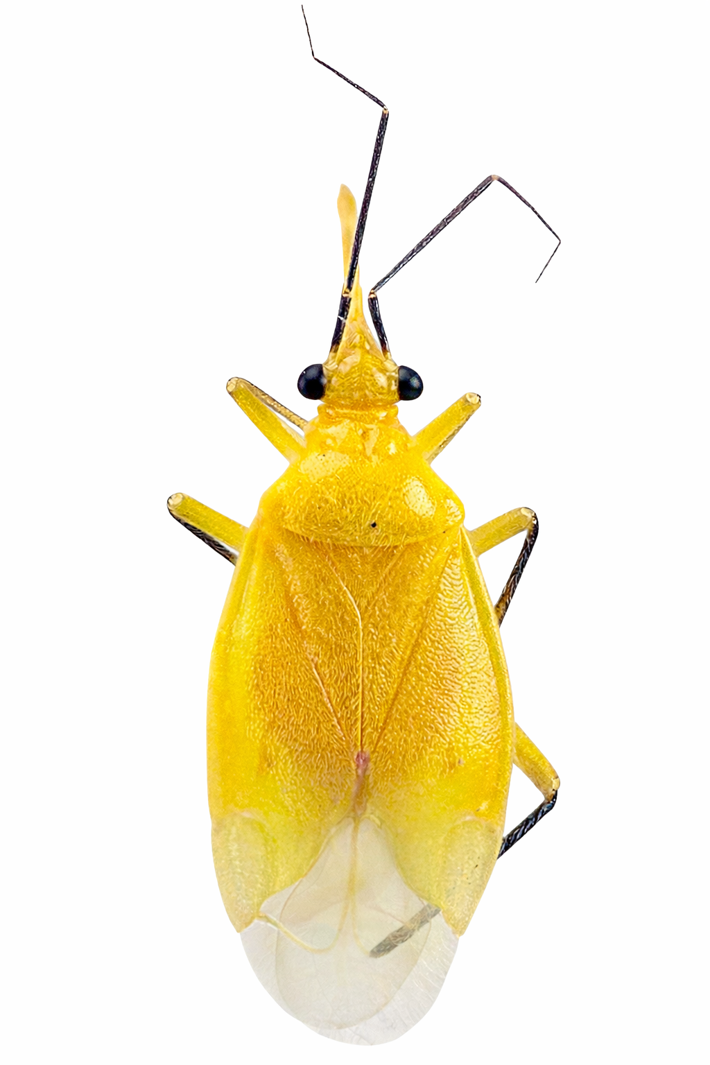 Imagem de Knightocoris carlosleitei