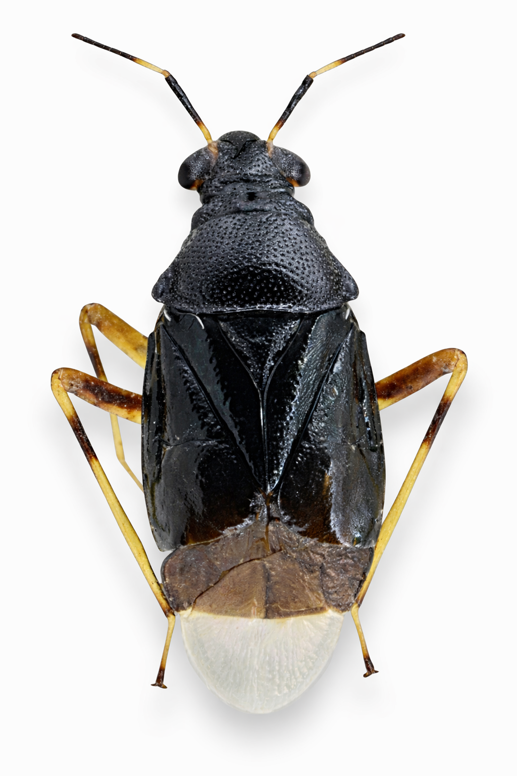 Aspecto dorsal de Bothrophorella nigra