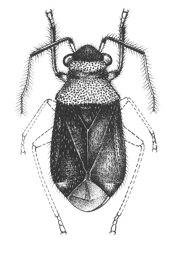 Imagem de Clypeocoris amazonicus