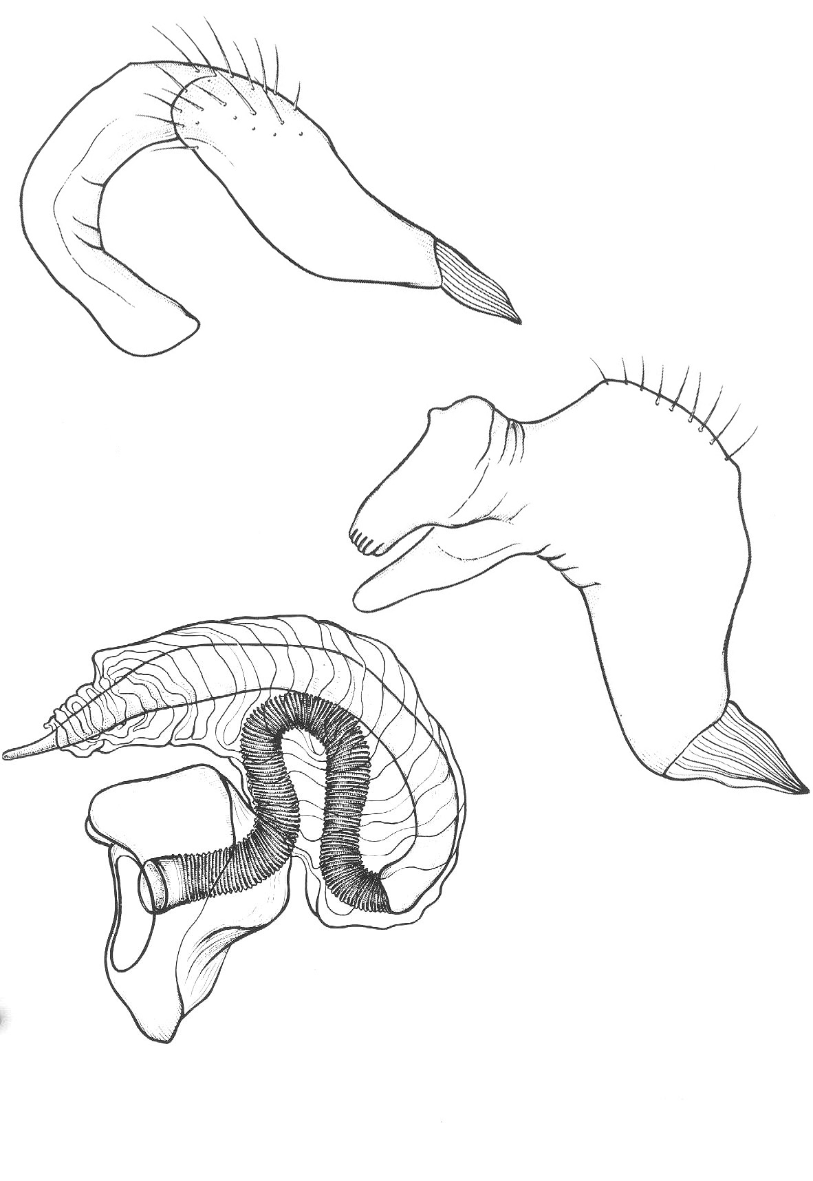 Genitália de Clypeocoris amazonicus