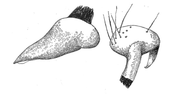 Genitália de Coleopteromiris similans