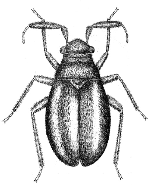 Imagem de Coleopteromiris similans