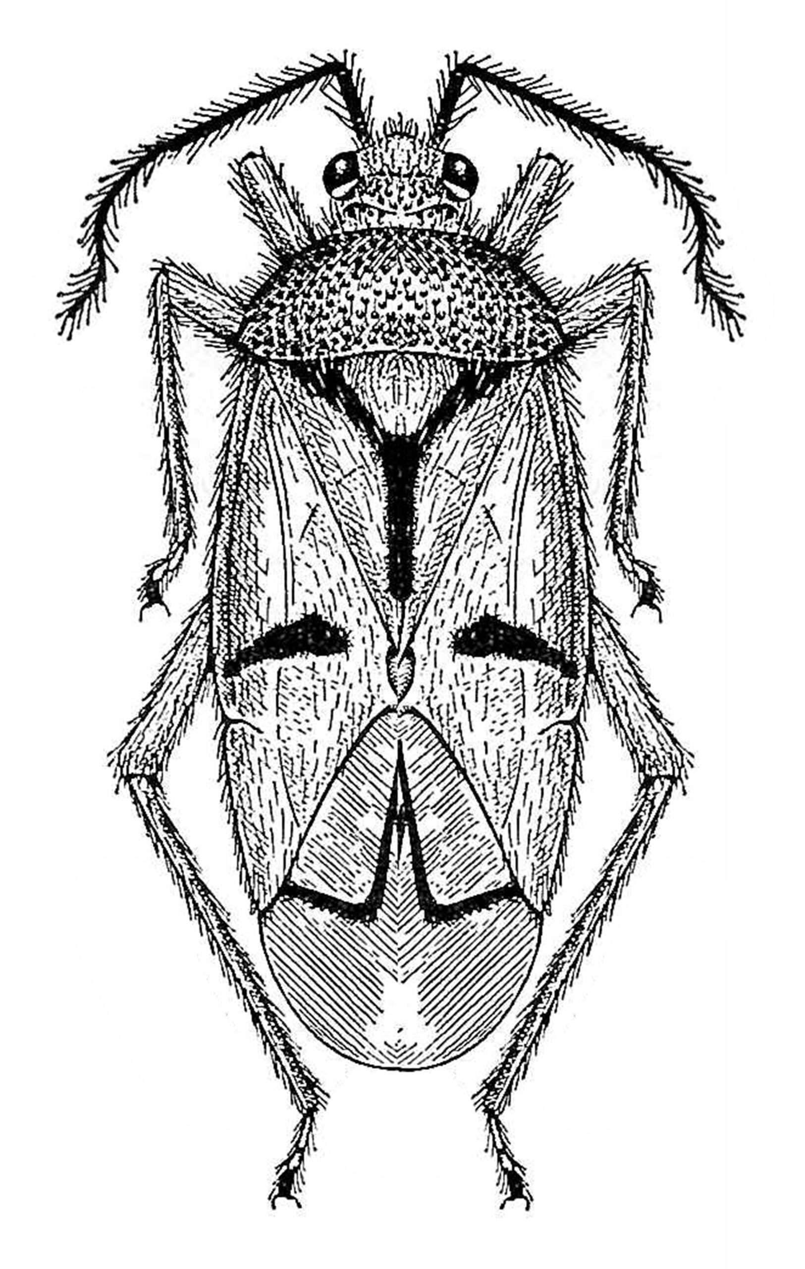 Imagem de Eccritotarsus emboabanus