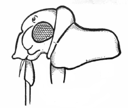 Genitália de Guaramiris amapaensis