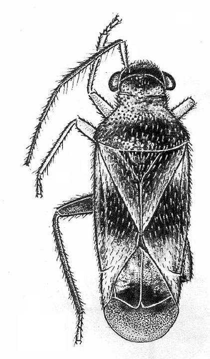 Imagem de Guaramiris amapaensis