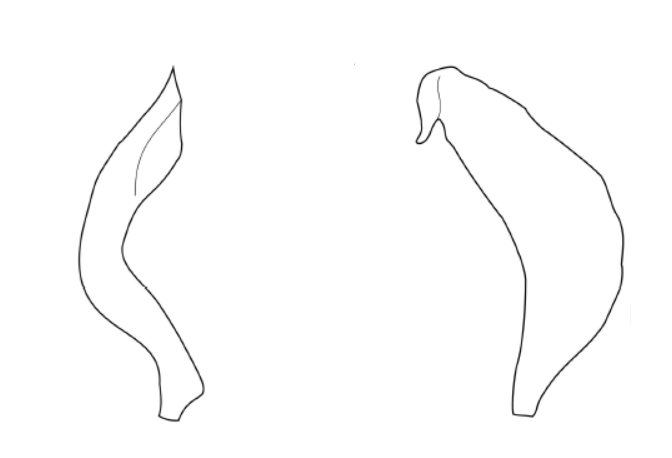 Genitália masculina de Bothrophorella nigra