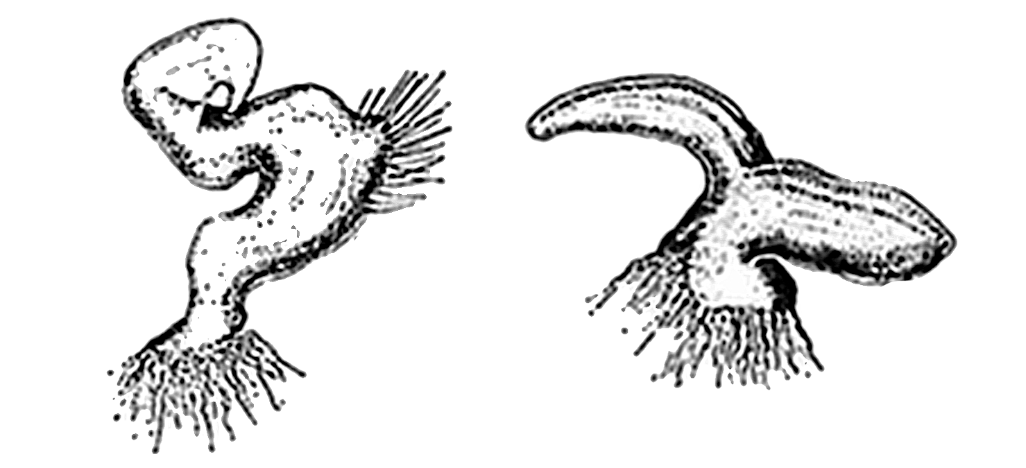 Genitália de Eccritotarsus emboabanus