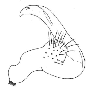 Genitália de Eccritotarsus catarinensis