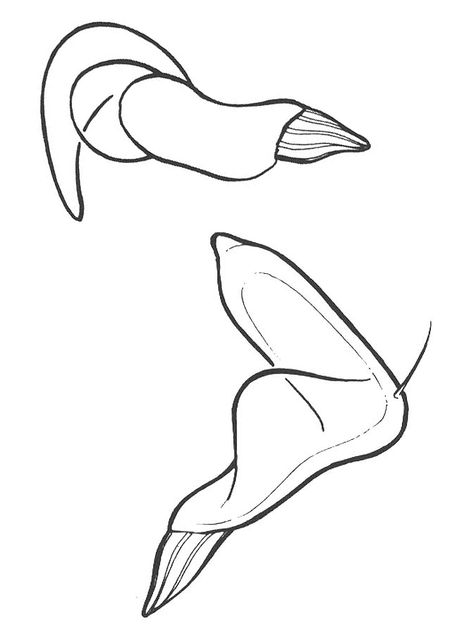 Genitália de Eurychilella carioca