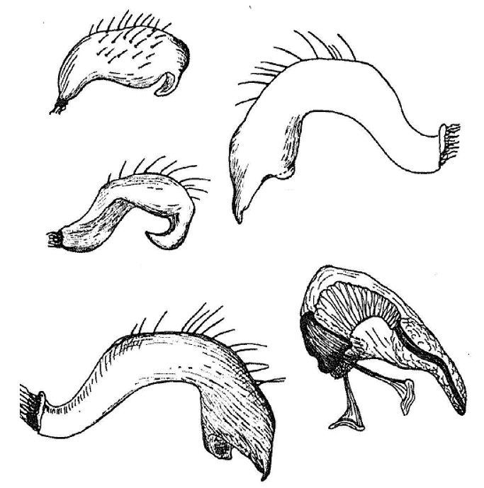 Genitália de Eurychilella nigra