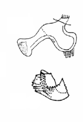 Genitália de Eccritotarsus cruxnigra