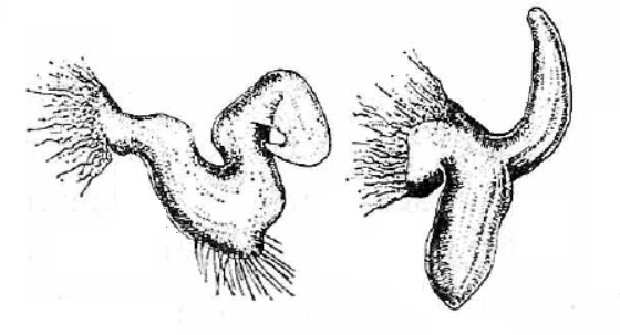 Genitália de Eccritotarsus discipennis