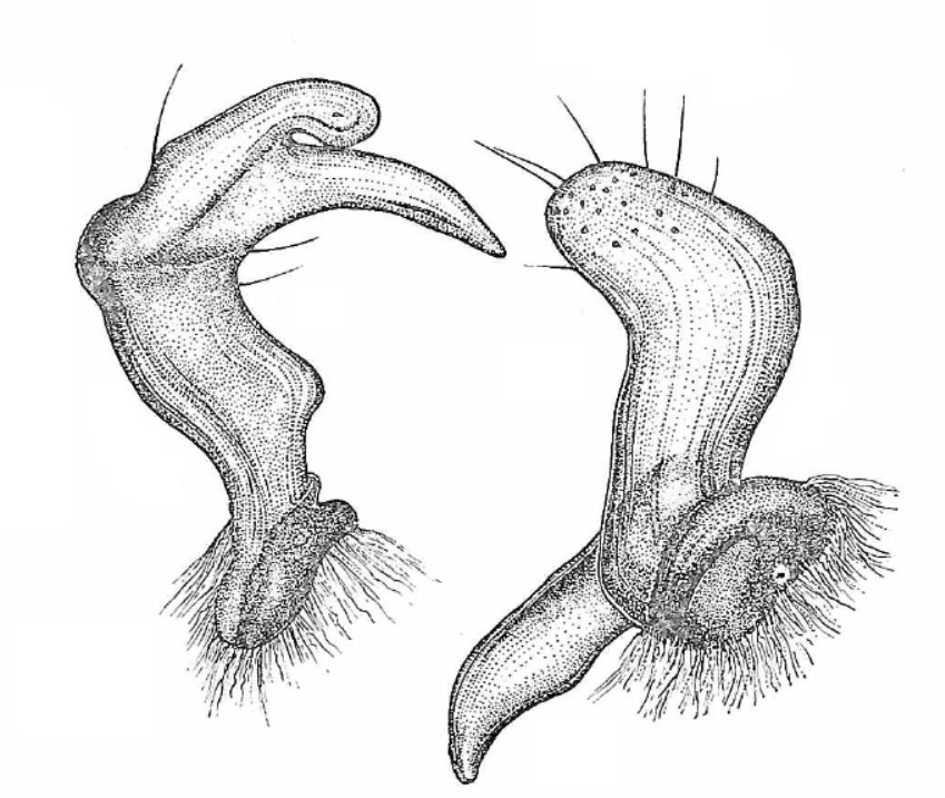 Genitália de Eccritotarsus guaranianus