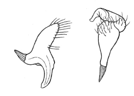 Genitália de Eccritotarsus montanus