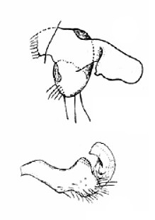 Genitália de Eccritotarsus nigrocruciatus