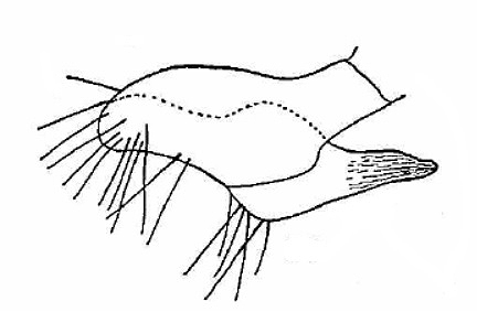 Genitália de Eccritotarsus octopunctatus