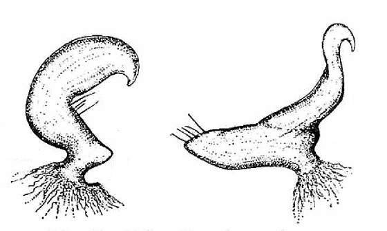 Genitália de Eccritotarsus tupianus