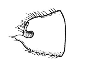 Genitália de Esalquinus piracicabensis