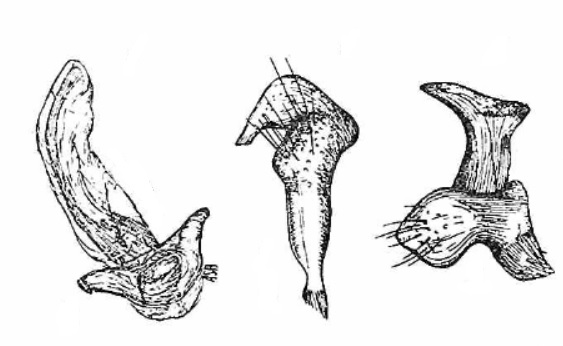Genitália de Eccritotarsus brasiliensis