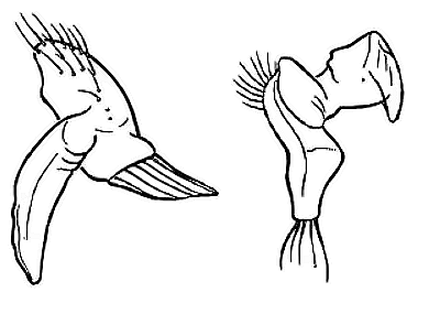 Genitália de Eccritotarsus bocainenses