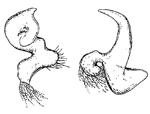 Genitália de Eccritotarsus carioca