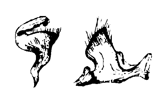 Genitália de Eccritotarsus compactus