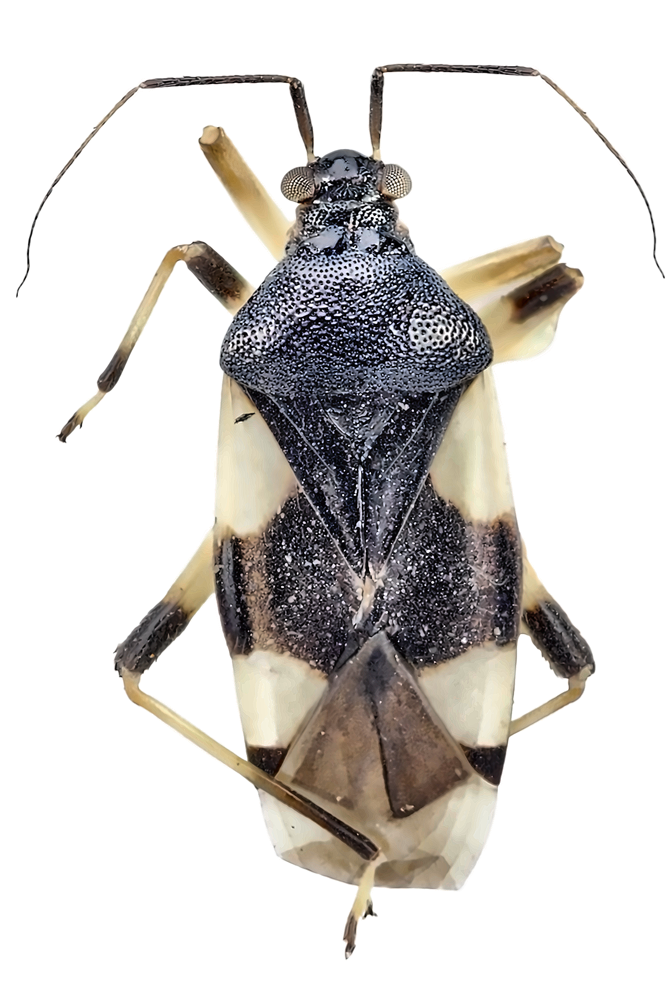 Imagem de Eccritotarsus nigrocruciatus