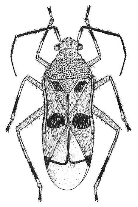 Imagem de Esalquinus piracicabensis