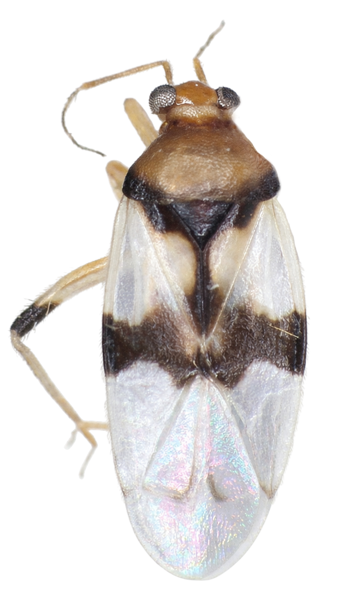 Imagem de Eccritotarsus hyalinus